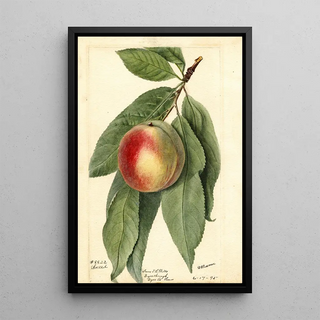 Deborah Griscom Passmore - Prunus persica Sneed.webp