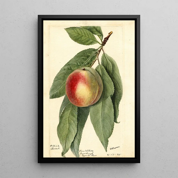 Prunus persica Sneed - Deborah Griscom Passmore — quadro incorniciato alla parete