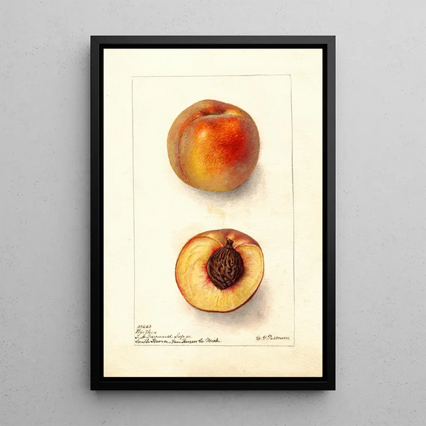 Riproduzione del dipinto Prunus persica Worthen - Deborah Griscom Passmore