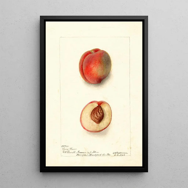 Riproduzione del dipinto Prunus persica Yum Yum - Deborah Griscom Passmore