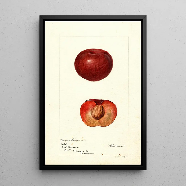 Prunus simonii - Deborah Griscom Passmore — quadro incorniciato alla parete