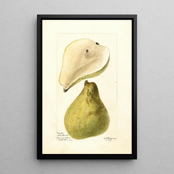 Pyrus communis Albero Curvo - Deborah Griscom Passmore — quadro incorniciato alla parete