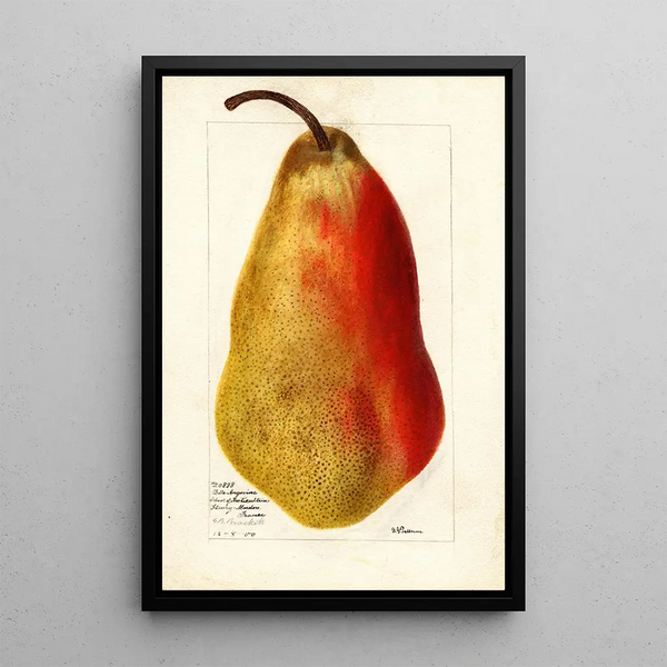 Riproduzione del dipinto Pyrus communis Belle Angevine - Deborah Griscom Passmore