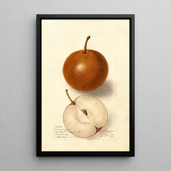 Riproduzione del dipinto Pyrus communis Canners Japan - Deborah Griscom Passmore