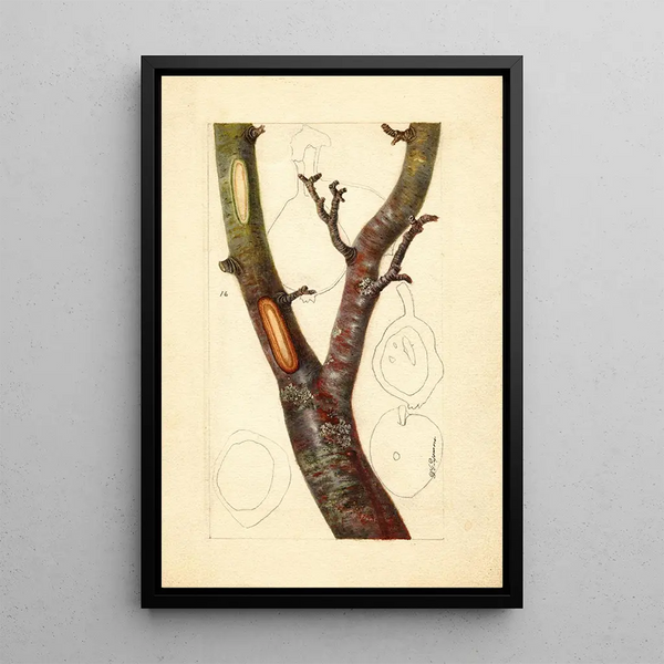 Pyrus communis Howell - Deborah Griscom Passmore — quadro incorniciato alla parete