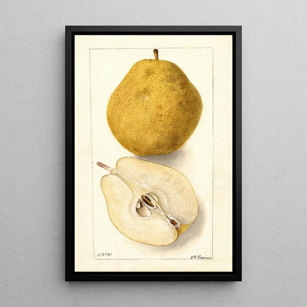 Pyrus communis Kieffer - Deborah Griscom Passmore — quadro incorniciato alla parete
