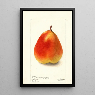 Deborah Griscom Passmore - Pyrus communis Konig Karl von Wurttemberg.webp