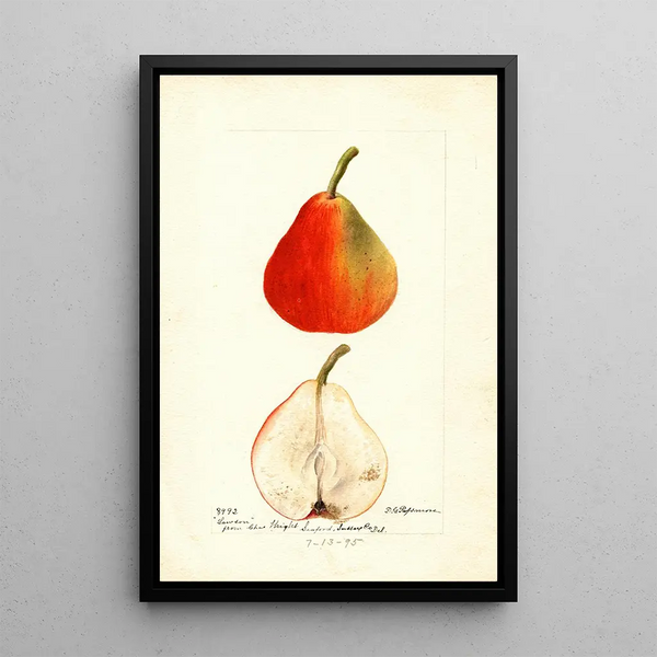 Pyrus communis Lawson - Deborah Griscom Passmore — quadro incorniciato alla parete