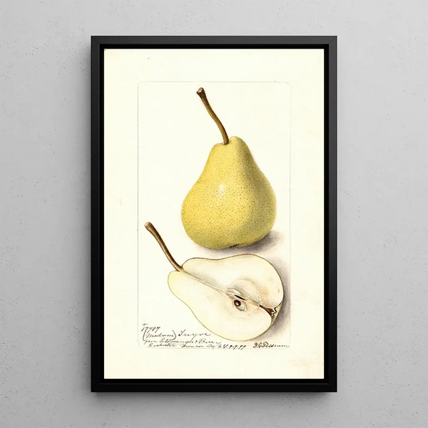 Pyrus communis Madame Treyve - Deborah Griscom Passmore — quadro incorniciato alla parete