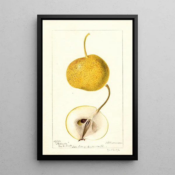 Pyrus communis Mikado - Deborah Griscom Passmore — quadro incorniciato alla parete