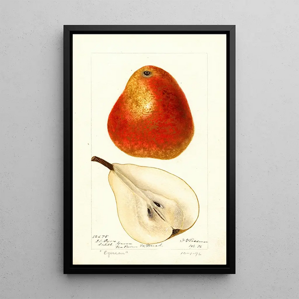 Riproduzione del dipinto Pyrus communis Ogerean - Deborah Griscom Passmore