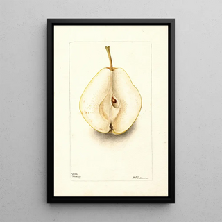 Deborah Griscom Passmore - Pyrus communis Rossney.webp