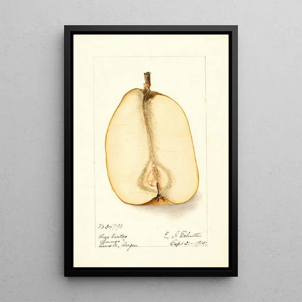 Riproduzione del dipinto Pyrus communis Souvenir du Congrès - Deborah Griscom Passmore