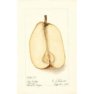 Deborah Griscom Passmore - Pyrus communis Souvenir du Congress.webp