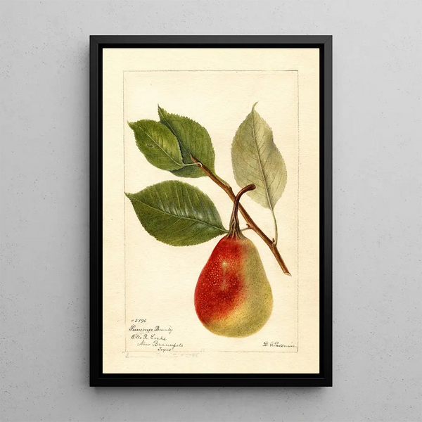 Riproduzione del dipinto Pyrus communis Beauté d'estate - Deborah Griscom Passmore