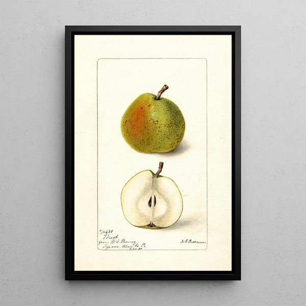 Pyrus communis Wiest - Deborah Griscom Passmore — quadro incorniciato alla parete
