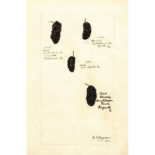 Deborah Griscom Passmore - Rubus.webp