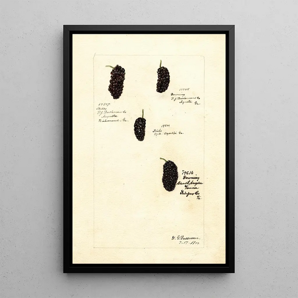 Rubus - Deborah Griscom Passmore — quadro incorniciato alla parete