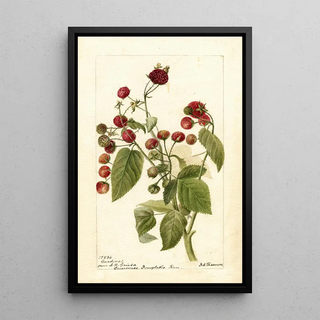 Deborah Griscom Passmore - Rubus Cardinal.webp