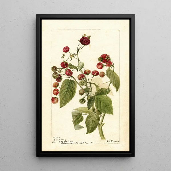 Riproduzione del dipinto Rubus Cardinal - Deborah Griscom Passmore