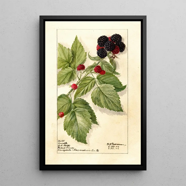 Riproduzione del dipinto Rubus Conrath - Deborah Griscom Passmore