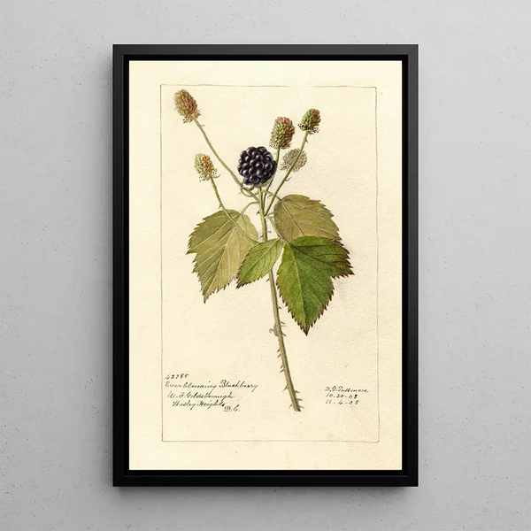 Riproduzione del dipinto Rubus Everblooming - Deborah Griscom Passmore