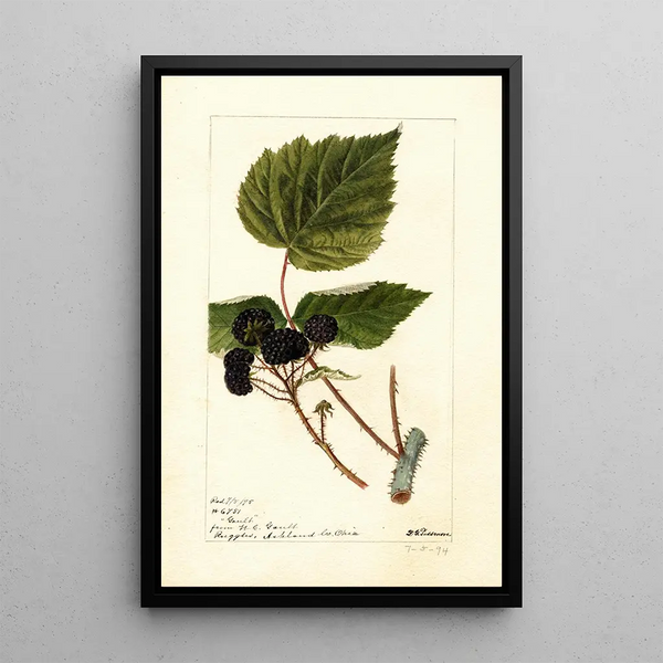 Rubus Gault - Deborah Griscom Passmore — quadro incorniciato alla parete