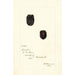 Rubus Lucretia - Deborah Griscom Passmore — vista dell’opera