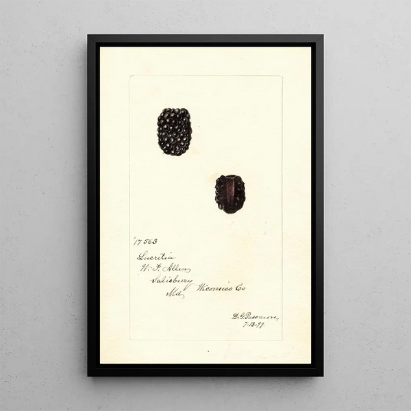 Rubus Lucretia - Deborah Griscom Passmore — quadro incorniciato alla parete