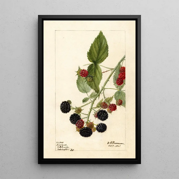 Rubus Récompense - Deborah Griscom Passmore — quadro incorniciato alla parete