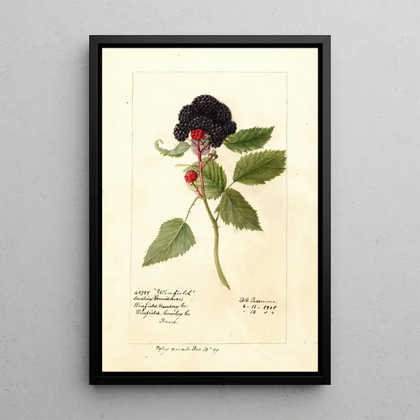 Riproduzione del dipinto Rubus Winfield - Deborah Griscom Passmore