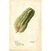 Sechium edule - Deborah Griscom Passmore — vista dell’opera