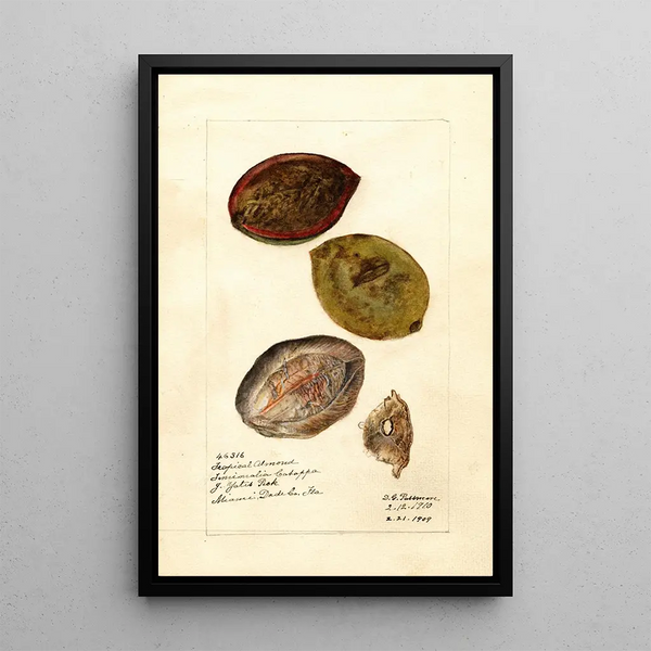 Terminalia catappa - Deborah Griscom Passmore — quadro incorniciato alla parete
