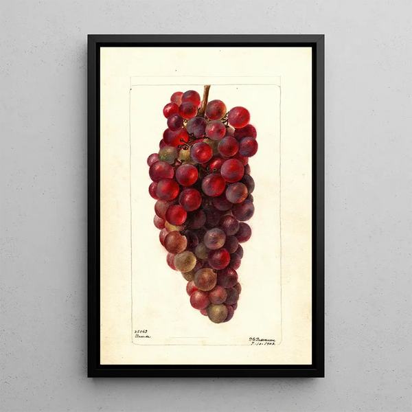 Vitis Bauch - Deborah Griscom Passmore — quadro incorniciato alla parete
