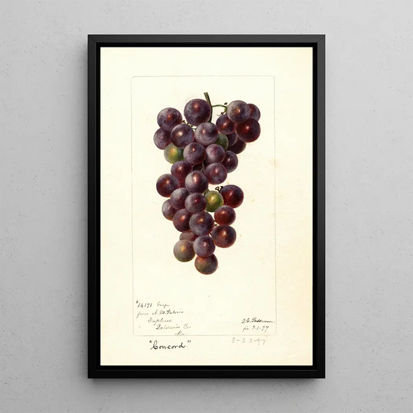 Riproduzione del dipinto Vitis Concord - Deborah Griscom Passmore