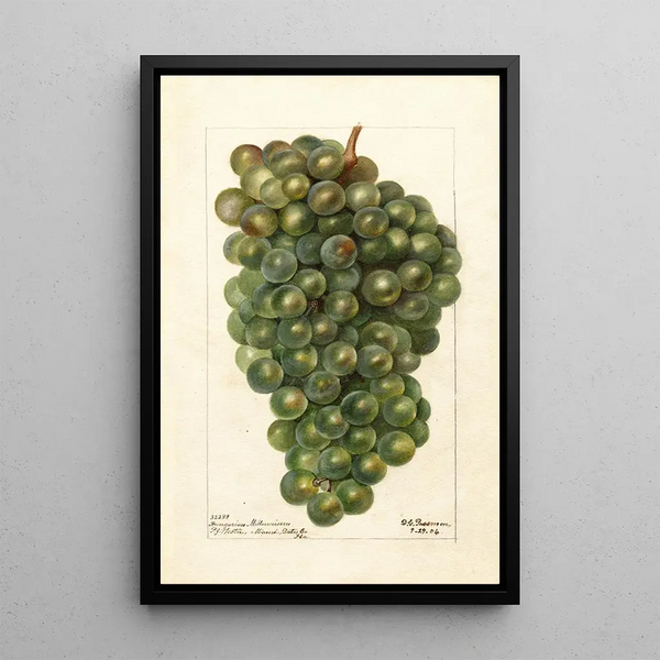 Riproduzione del dipinto Vitis Millénium ungherese - Deborah Griscom Passmore