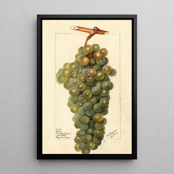 Vitis Icicle - Deborah Griscom Passmore — quadro incorniciato alla parete