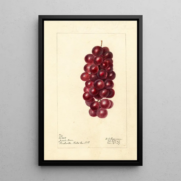 Riproduzione del dipinto Vitis Jacob Moore - Deborah Griscom Passmore