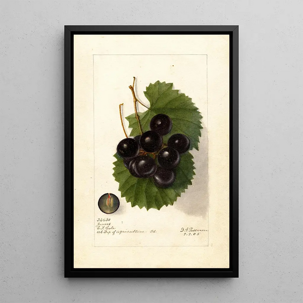 Riproduzione del dipinto Vitis James - Deborah Griscom Passmore