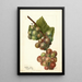 Riproduzione del dipinto Vitis Labrusca - Deborah Griscom Passmore