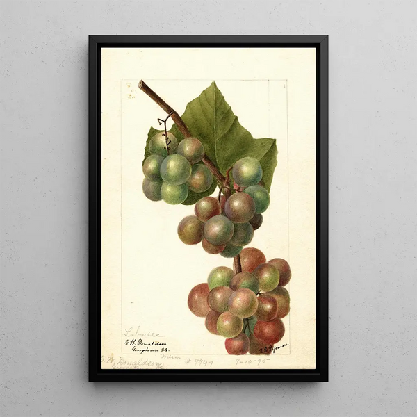 Riproduzione del dipinto Vitis Labrusca - Deborah Griscom Passmore