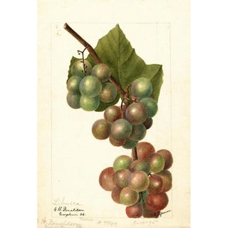 Deborah Griscom Passmore - Vitis Labrusca.webp