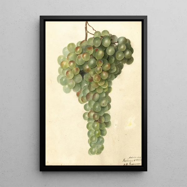 Vitis Malaga - Deborah Griscom Passmore — quadro incorniciato alla parete