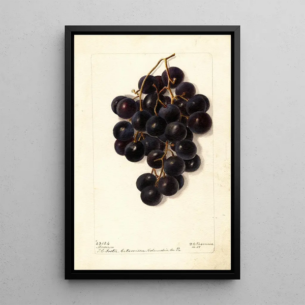 Vitis Merceron - Deborah Griscom Passmore — quadro incorniciato alla parete