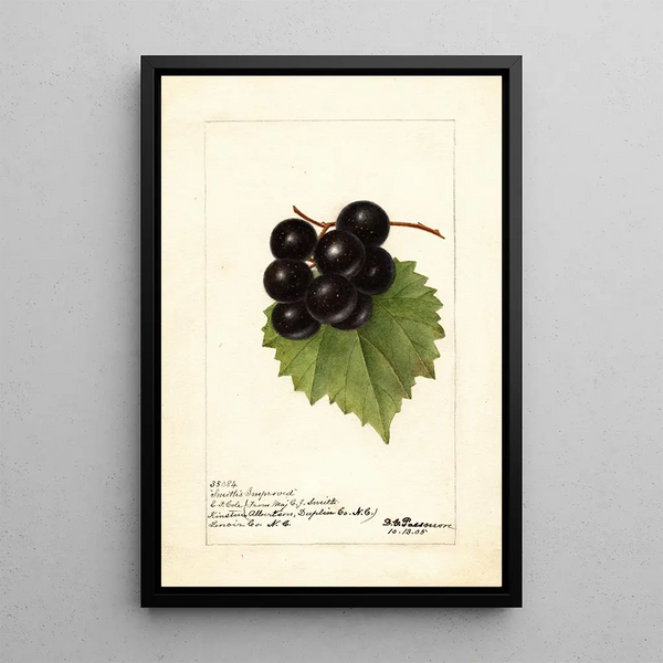 Riproduzione del dipinto Vitis Smiths Improved - Deborah Griscom Passmore