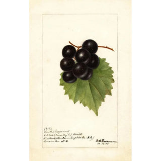 Deborah Griscom Passmore - Vitis Smiths Improved.webp