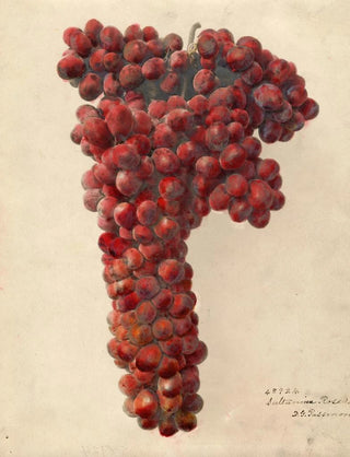 Deborah Griscom Passmore - Vitis Sultanina Rosea.webp