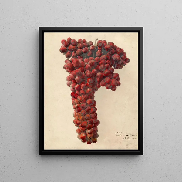 Vitis Sultanina Rosea - Deborah Griscom Passmore — quadro incorniciato alla parete