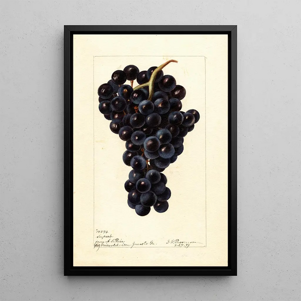 Riproduzione del dipinto Vitis Superbe - Deborah Griscom Passmore
