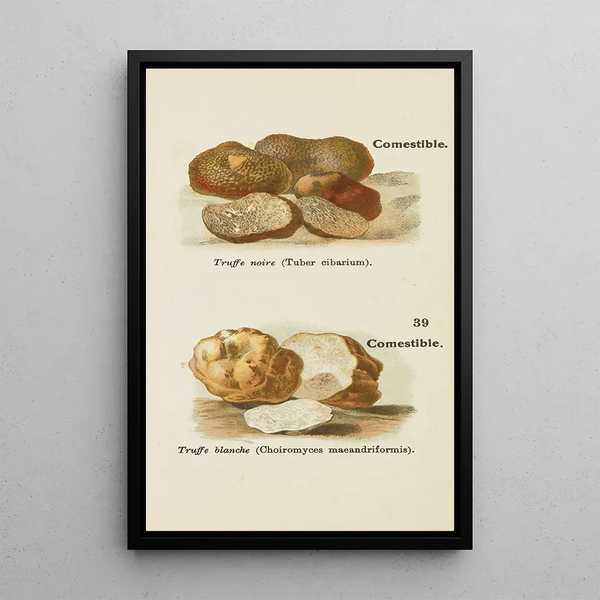 Petit atlas des champignons Pl1 - Delachaux Niestle — quadro incorniciato alla parete